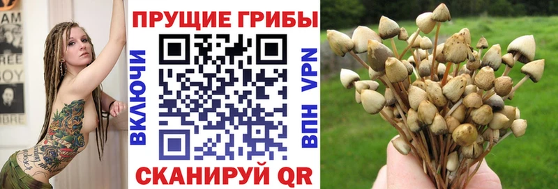 купить закладку  Новая Ладога  Псилоцибиновые грибы Magic Shrooms 